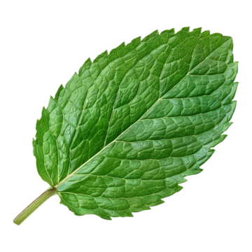 Leaf 2 image
